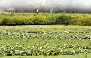 Birds flock anew to mangrove haven