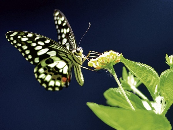 butterfly couple