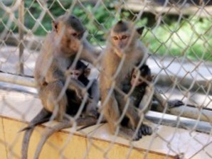 vietnam monkeys