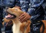 philippine coastguard k-9 unit A member of the Philippine coastguard K-9 unit strokes his dog as they march during a testimonial parade ceremony. AFP FILE PHOTO/NOEL CELIS