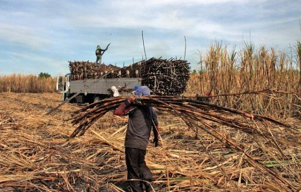 A farm worker carries harvested sugarcane at Hacienda Luisita.  E.I. REYMOND OREJAS/ INQUIRER 