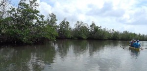 mangrooves 02