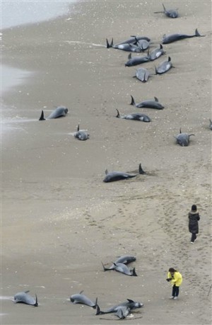 Some of the 150 dolphins found stranded on the beach in Hokota, north of Tokyo, on Friday, April 10, 2015. AP Photo