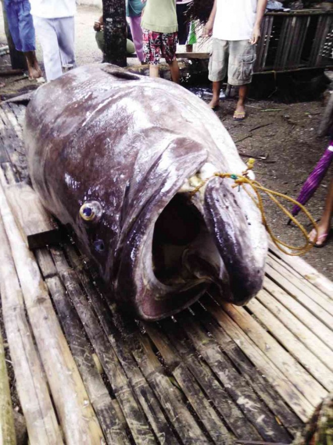 THE GIANT grouper washed ashore in Libertad, Antique province. GERALDEN DELOS SANTOS MUSICO/CONTRIBUTOR