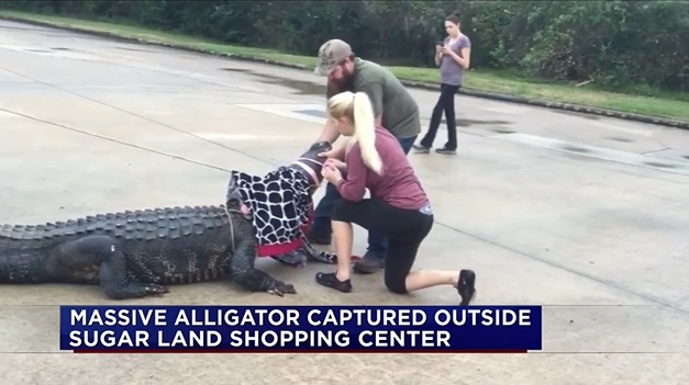 A female dental hygienist ties the mouth of alligator "Godzilla" found at the parking lot of a shopping mall in Houston, Texas. SCREENGRAB FROM ABC NEWS' VIDEO