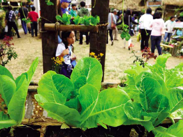 VEGETABLES put on display in Adivay Festival in La Trinidad town in Benguet province were introduced to local farmers by Chinese migrants and have become the province’s most lucrative commodity. In some schools, vegetables and other produce can be substitute payment for tuition fees. EV ESPIRITU 