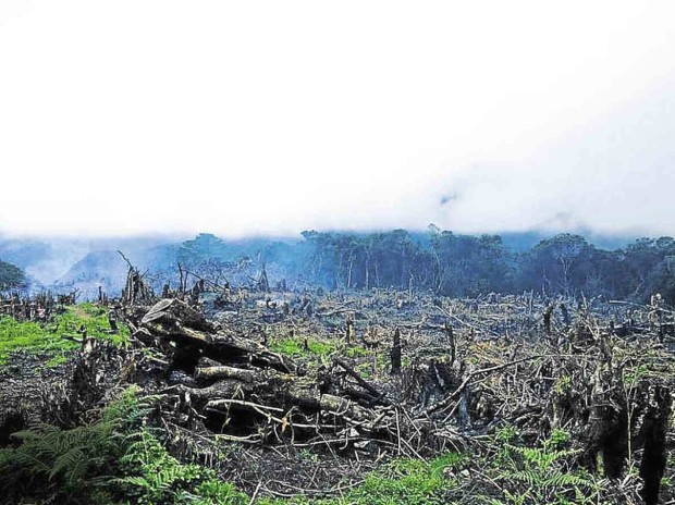 TREKKERS discovered trees burned in preparation for planting last week when they ventured into the Mount Pulag National Park. Sections have been invaded by farmers whose root crops were infested recently in their hometowns. CONTRIBUTED PHOTO