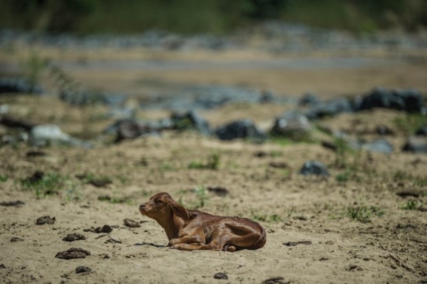 A veal is pictured in the dried up Mfolozi River in Ulundi, some 159km North of Durban on November 9, 2015 in Kwa Zulu Natal, as a sever drought affects South Africa.    AFP PHOTO / MUJAHID SAFODIEN / AFP PHOTO / MUJAHID SAFODIEN