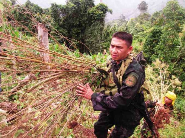 WEED HAUL Policemen transport withered marijuana plants uprotted from a remote plantation in Loreto town, Agusan del Sur province.  CONTRIBUTED PHOTO