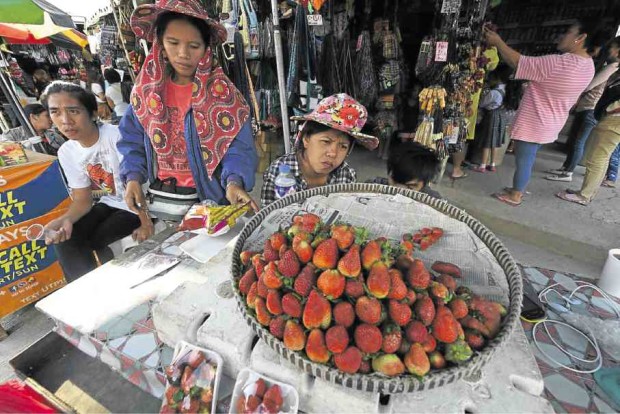 Farmers in the Benguet capital, La Trinidad town, are rushing to restore strawberry gardens which were flooded when Supertyphoon “Lawin” (international name: “Haima”) blew through the upland province in October. —EV ESPIRITU