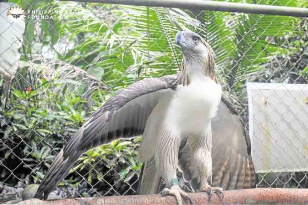 REGAL Pag-asa turns 25 today. -PHILIPPINE EAGLE FOUNDATION