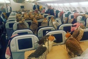 Hawks on a plane