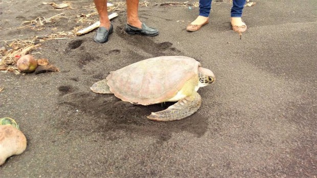 MARCH 30, 2017 A green sea turtle released back to its habitat by officials from the Department of Environment and Natural Resources (DENR) and Naval Forces Southern Luzon personnel in Barangay Rawis, Legazpi City on Thursday morning. PLEASE CREDIT PHOTO TO NAVAL FORCES SOUTHERN LUZON