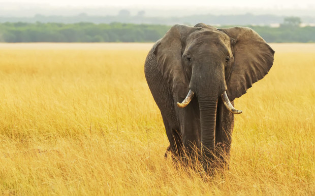 Man, woman trampled to death by elephants