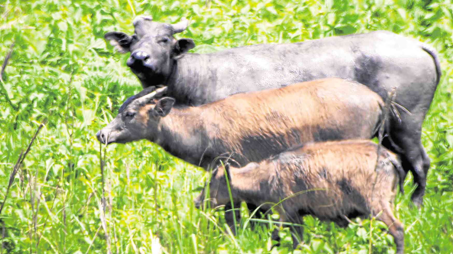 Tamaraw Population Up In Mindoro National Park Inquirer News