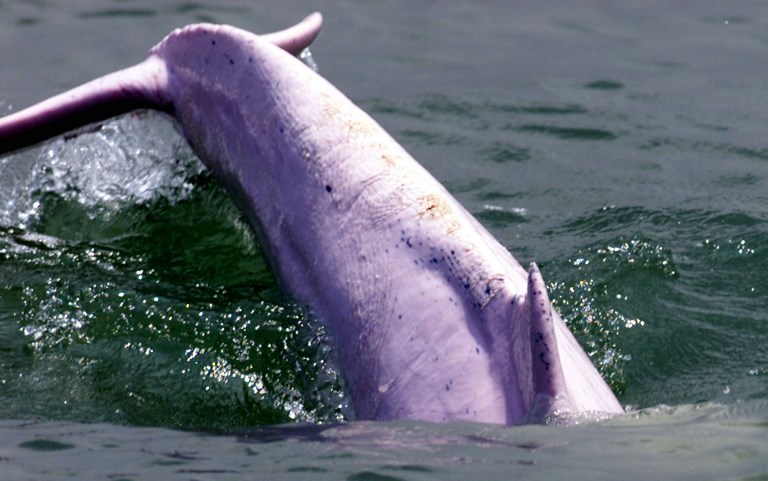 Research center for rare Chinese white dolphins established