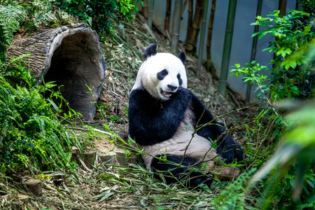 Chinese tourists banned from nature reserve after throwing stones at panda