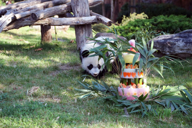 Bring on the cake: France's baby panda has his 1st birthday