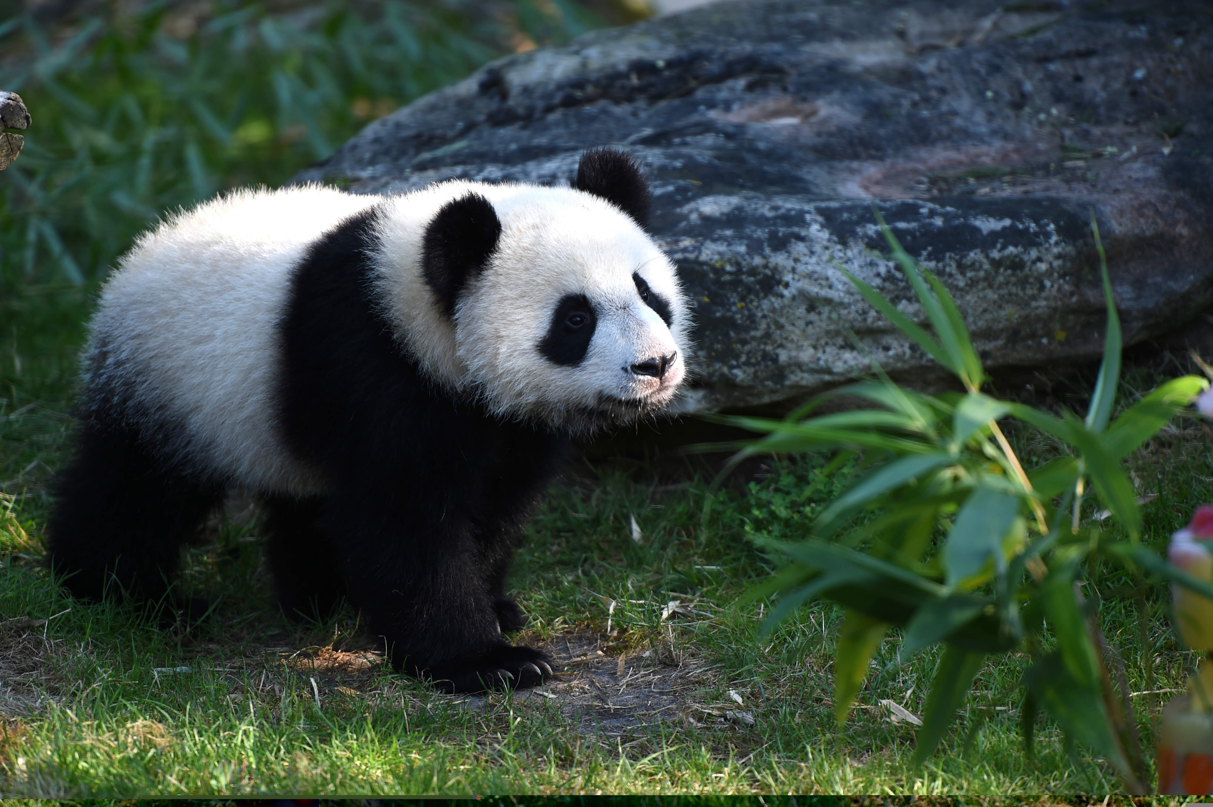 China’s national panda park to open by end of this year