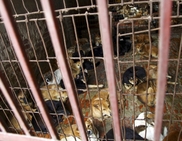 Hanoi urges its citizens to stop eating dog meat