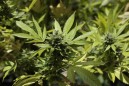 Cops seize P480K worth of marijuana in Angeles City