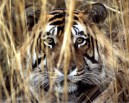 Tigers kill woman, injure another in China wildlife park