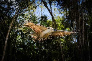 Released into wild, Philippine Eagle ‘Pamana’ shot dead