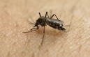 DOH confirms 3 new Zika cases