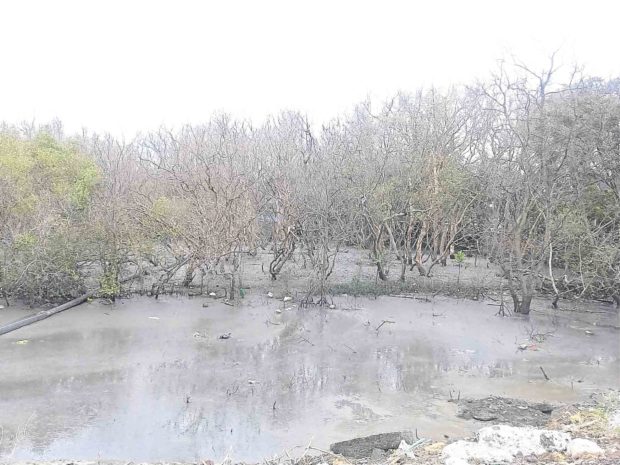 mangroves