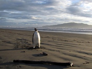 In this June 20 photo released by New Zealand's Department of Conservation, an Emperor penguin walks along Peka Peka Beach in New Zealand after it got lost while hunting for food. The young Antarctic Emperor penguin has taken a rare wrong turn and ended up stranded on a New Zealand beach. AP