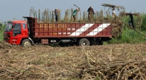 Workers load harvested sugarcane onto a truck. AFP FILE PHOTO