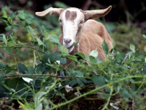 goat, Portland