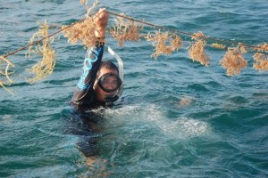 Seaweed Farming, Aquatic Resources, Palawan