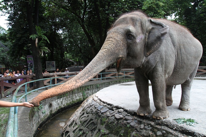 Manila mulls taxidermy for elephant Mali