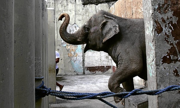 Manila Zoo plans to get another elephant from Sri Lanka