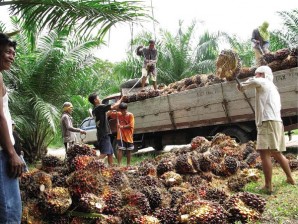 WORKERS gather palm fruits in Isulan, Sultan Kudarat, in this file photo. INQUIRER PHOTO
