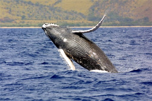 A humpback whale jumps out of the waters off Hawaii. AP/NOAA Fisheries