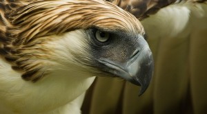The national bird of the Philippines, the Philippine Eagle or "Haring Ibon," was sheltered from the wrath of Yolanda by endemic rainforests in Samar. Photo by Klaus Nigge, courtesy of Haribon Foundation