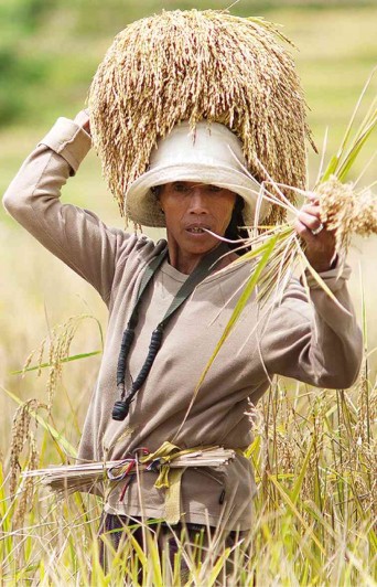 Rice Farming Defines Hope Of Ph Farmers Inquirer News