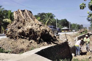TREE stumps litter the road shoulder of the MacArthur Highway (Manila North Road) in Binalonan town, Pangasinan province. The trees were cut to give way to the ongoing road-widening project from Rosales to Sison towns. WILLIE LOMIBAO/CONTRIBUTOR