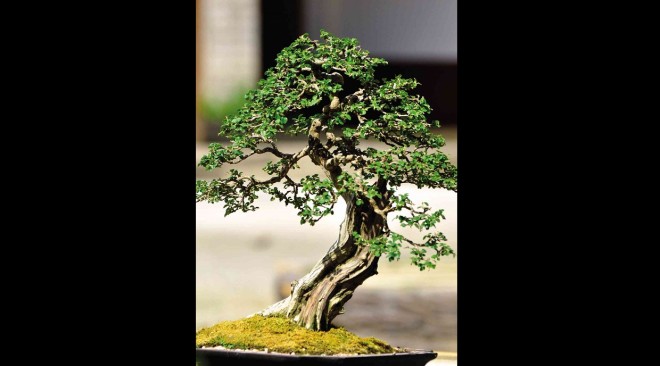 balete bonsai