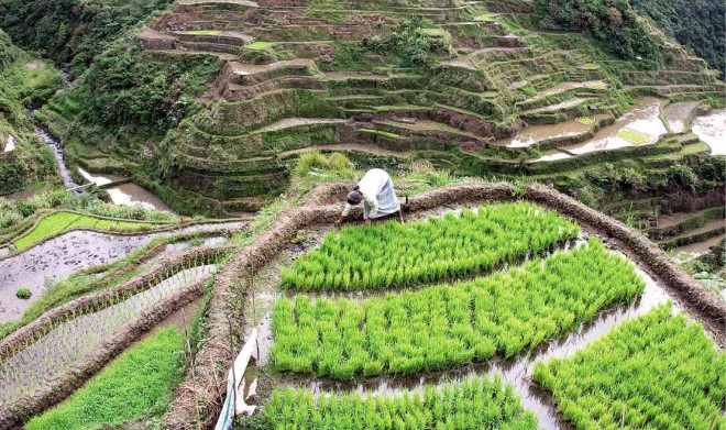 A WOMAN tends the terraces where traditional rice varieties are grown in Banaue town, Ifugao province. EV ESPIRITU/INQUIRER NORTHERN LUZON