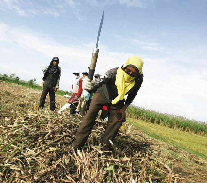 A WORKER chops newly harvested sugarcane in a farm in Concepcion town, Tarlac province, that is part of the more than 6,000-hectare Hacienda Luisita, an estate owned by the family of President Aquino, which the government allegedly wants to remain dedicated to sugar production. LYN RILLON