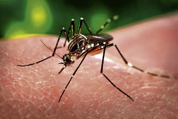 DOH sees clustering of dengue cases in some parts of PH