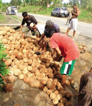 YOUNG farmers in Unisan, Quezon. DELFIN T. MALLARI JR./INQUIRER SOUTHERN LUZON 