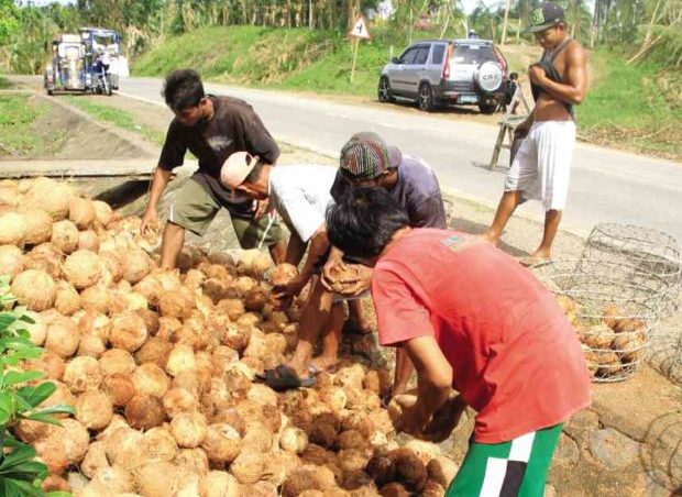 coconut-farmers-groups-seek-review-of-sc-ruling-vs-ucpb-inquirer-news