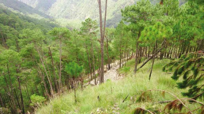 SITE where at least 700 trees were felled for a road project attributed to Baguio Rep. Nicasio Aliping Jr. JP ALIPIO/CONTRIBUTOR 