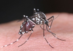 This undated photo released by National Institute of Infectious Diseases via Kyodo News, shows a tiger mosquito. Japanese health authorities have reported the first locally transmitted case of dengue fever in the country in more than 60 years. The ministry said Wednesday, Aug. 27, 2014 the case occurred in Saitama, a prefecture adjacent to Tokyo. Local media reports said the patient was a teen-aged girl who has since recovered. (AP Photo/National Institute of Infectious Diseases via Kyodo News) JAPAN OUT