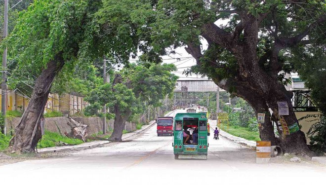 century-old cebu trees