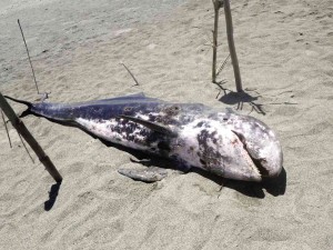 Dolphin carcass found on shore of Ilocos town | Inquirer News